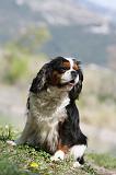 CAVALIER KING CHARLES 625